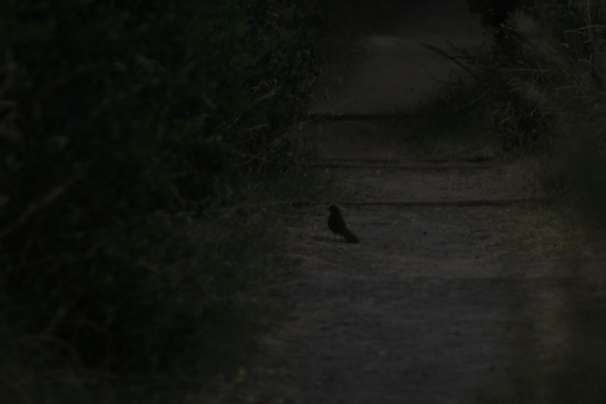 Rufous Bristlebird (Dasyornis broadbenti), photo 7