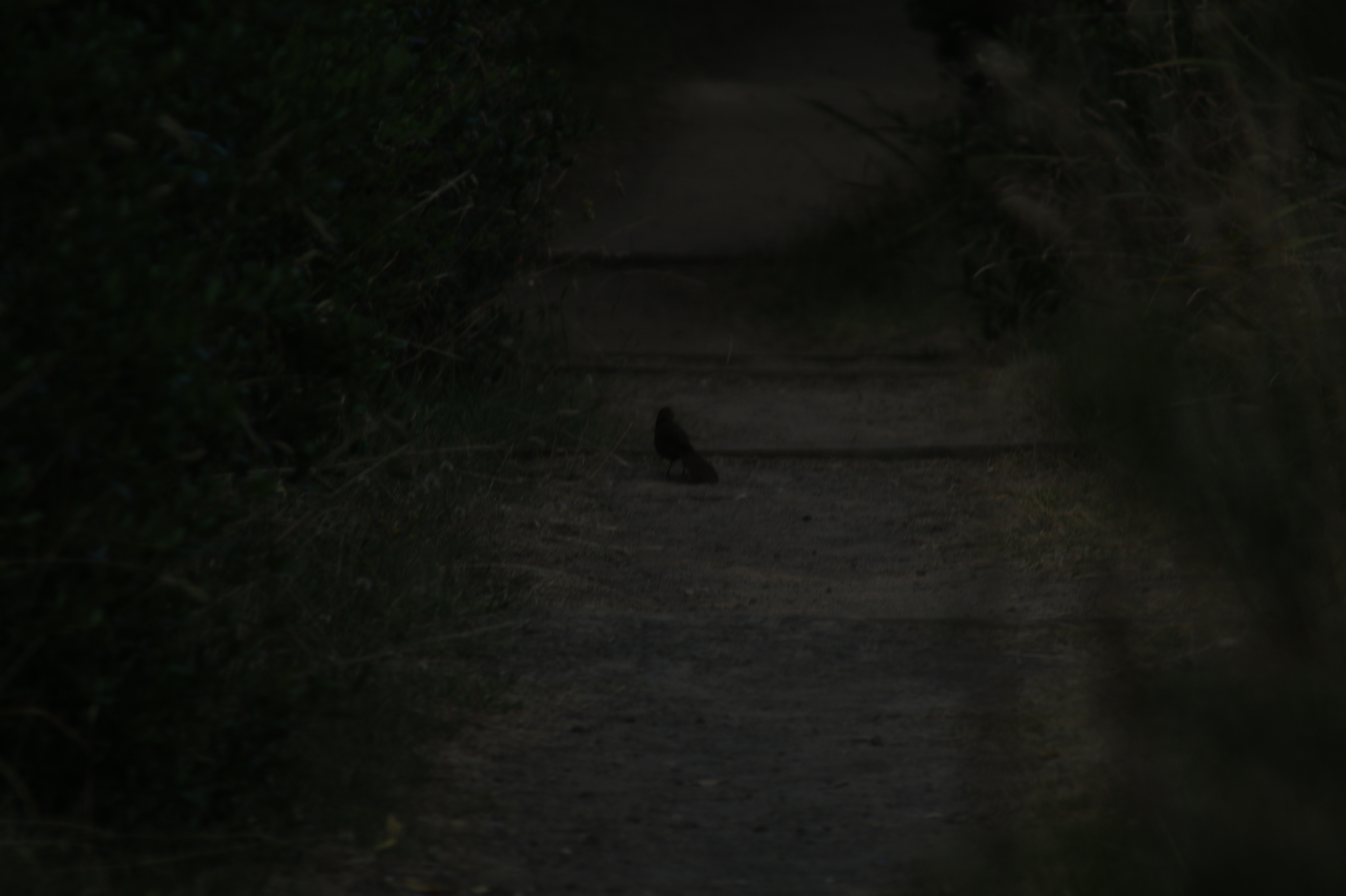 Rufous Bristlebird (Dasyornis broadbenti), photo 8