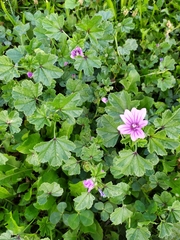 Malva sylvestris sylvestris