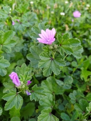 Malva sylvestris sylvestris