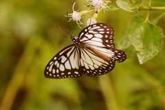 Ideopsis juventa