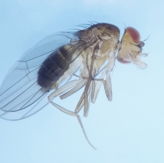 Drosophila funebris