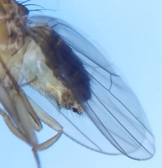 Drosophila funebris