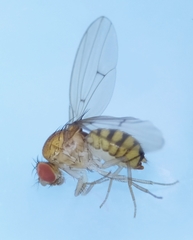 Drosophila phalerata