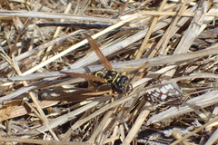Polistes dominula