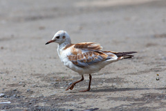 Chroicocephalus ridibundus