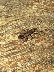 Neopamera albocincta