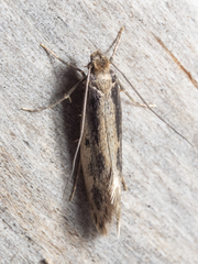 Tinea pallescentella