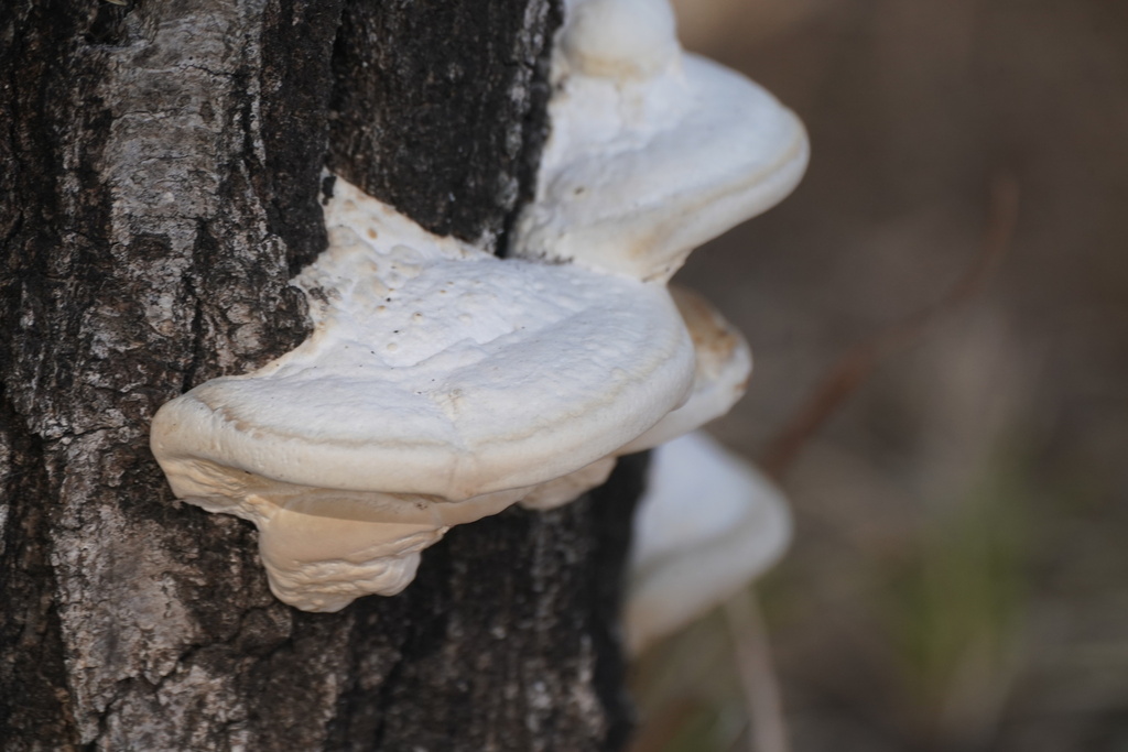 Trametes orientalis · February 2025 · photo: © tbc_watanabe (iNaturalist, cc-by)