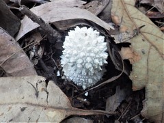 Amanita pyramidifera