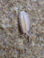 Armadilloniscus holmesi