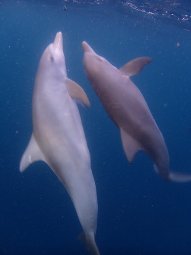 Tursiops aduncus
