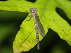 Euphaea lara