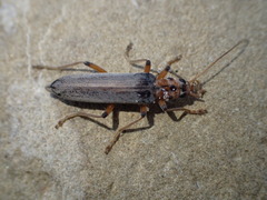 Copidita quadrimaculata