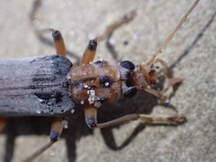 Copidita quadrimaculata