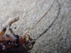 Copidita quadrimaculata
