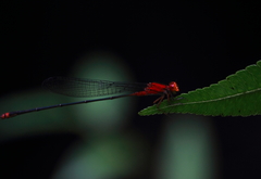 Pseudagrion pilidorsum declaratum