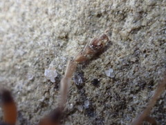 Copidita quadrimaculata