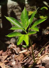 Amorphophallus