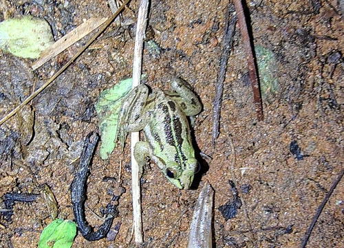 Phrynoderma kerala