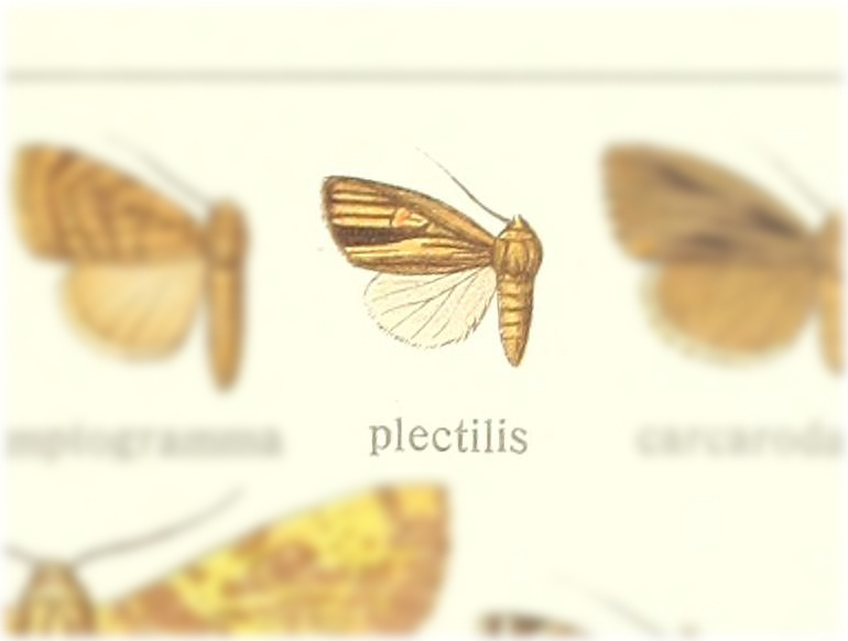 Elaphria plectilis