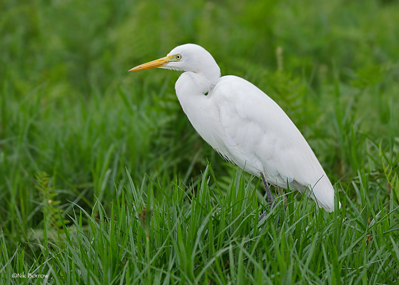 Yellow-billed Egret (Ardea brachyrhyncha) photo