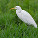 Yellow-billed Egret - Photo (c) Nik Borrow, some rights reserved (CC BY-NC)