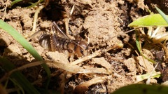 Hemiandrus pallitarsis