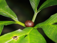 Amorphophallus