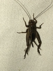 Allonemobius socius
