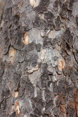 Entandrophragma caudatum, photograph (c) Ryan van Huyssteen, some rights reserved (CC BY)