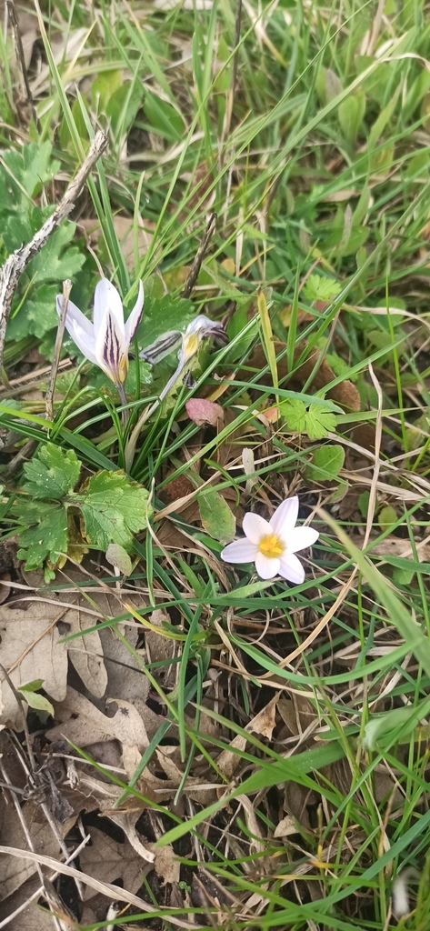 Silvery Crocus