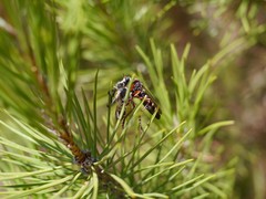 Dasypogon
