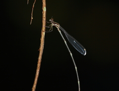 Platystictidae