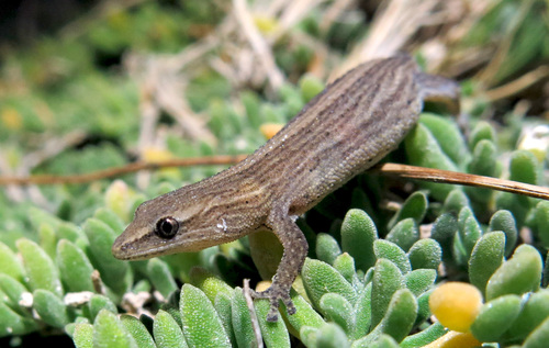 Salt Marsh Gecko, Cryptactites peringueyi