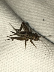 Allonemobius socius