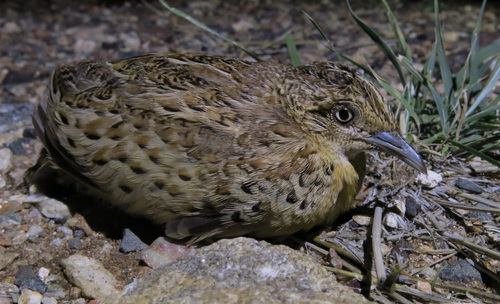 Torillo andaluz (Turnix sylvaticus)