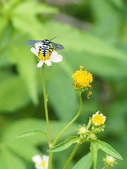 Thyreus himalayensis