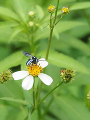 Thyreus himalayensis