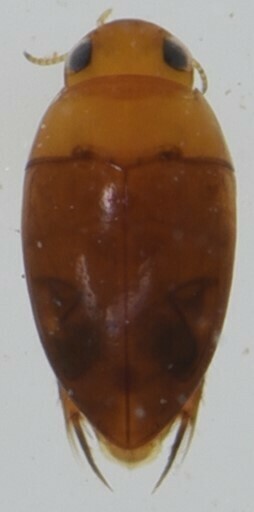 Synchortus