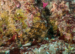 Congiopodus peruvianus