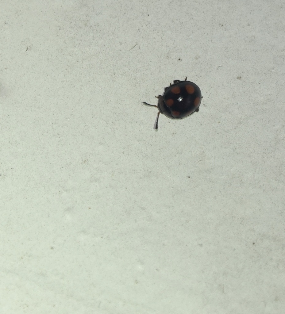 Beccariola philippinica