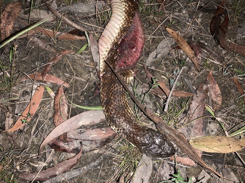 Tiger Snake sighting