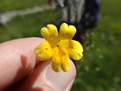 Erythranthe linearifolia