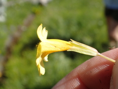 Erythranthe linearifolia