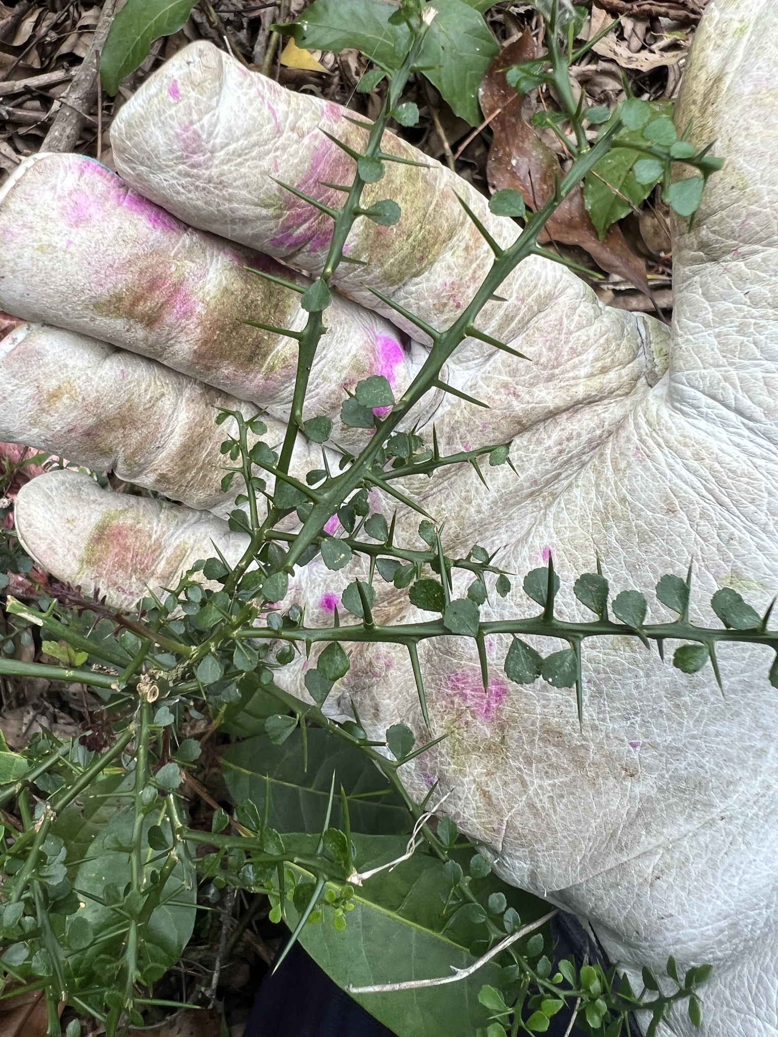 Imagem de Finger lime