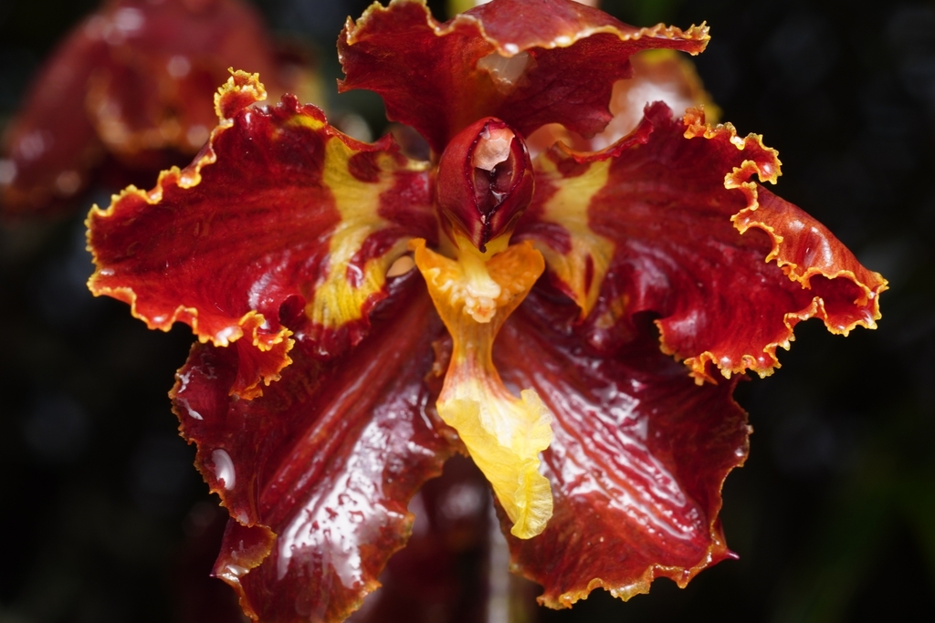 Otoglossum candelabrum