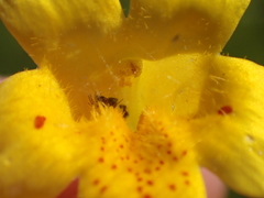 Erythranthe linearifolia