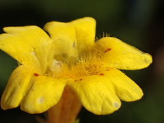 Erythranthe linearifolia