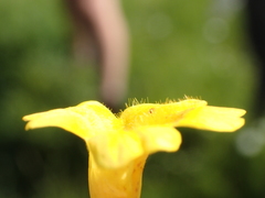 Erythranthe linearifolia